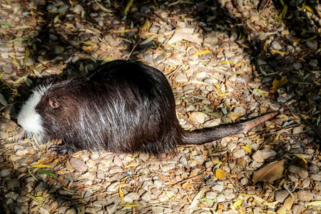 close up of a nutria