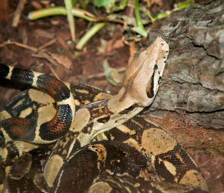 a boa constrictor