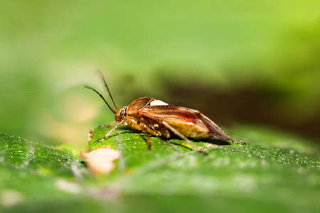 A bug or beetle on a plant