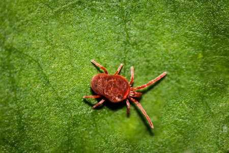 Macro of a red mite on a leaf