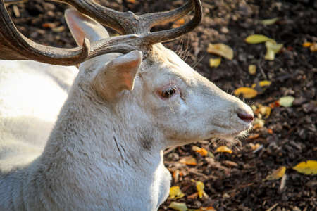 portrait of a deerの写真素材