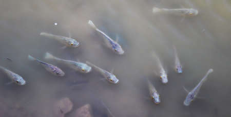 many fish in the pondの写真素材