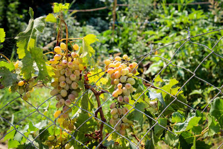 White wine rake on a vine plantの写真素材