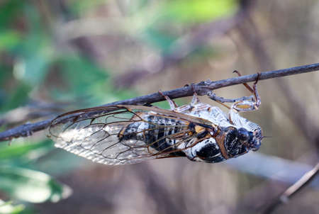 cicada is singing on a branch