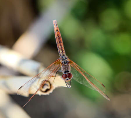 Beautiful nature scene dragonfly. Showing eyes and wings detail.
