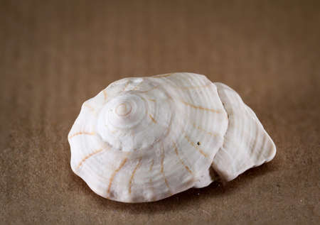 Detail of a shell, remains of a shell
