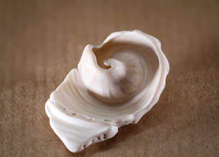 Detail of a shell, remains of a shell