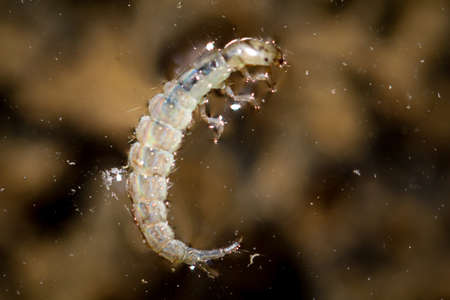 larva of a dragonflyの写真素材