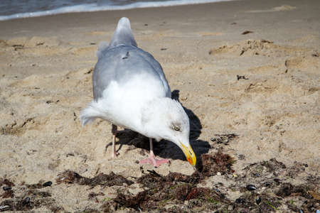 a seagull on the beach of the baltic sea