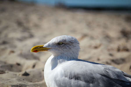 a seagull on the beach of the baltic seaの写真素材