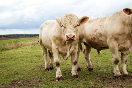Cows in the pasture