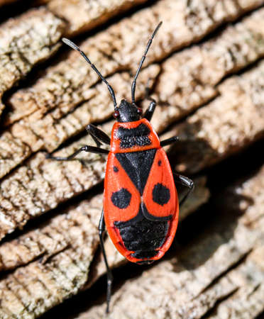 A bug, fire bug or beetle on a plant