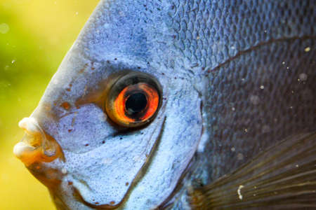 this is a close-up of a discus fishの写真素材