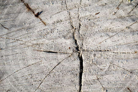 Wood texture of a tree stumps with annual rings and grains