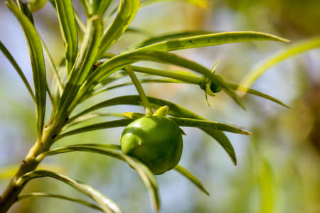 fruits on a palm or other tropical plantの写真素材
