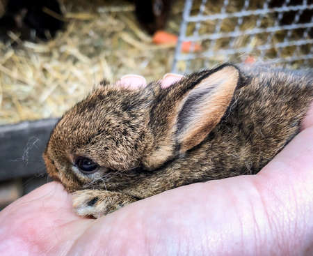 3 weeks old rabbit on a hand