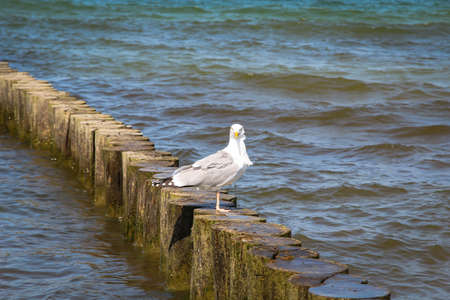 a seagull on the beach of the baltic seaの写真素材