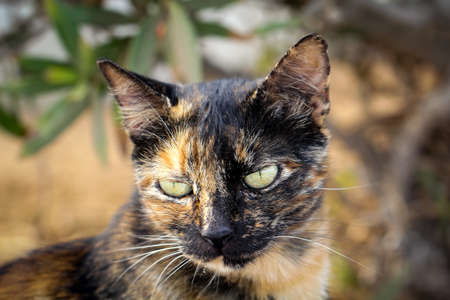 Portrait of a watchful, lazy, watching catの写真素材