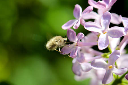 A close up of a bee, insect