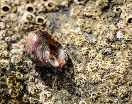 a hermit crab in its snail