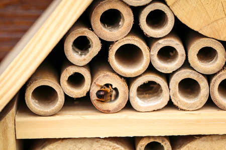 insects for bees wasps and other insects