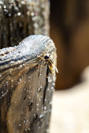 this is a close up of a flyの写真素材