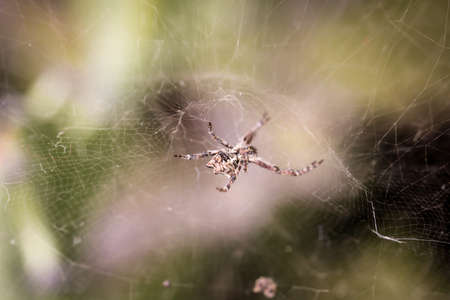 Details of a spider, spider on a plant, spider in the webの写真素材