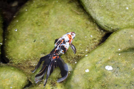 a goldfish in a pondの写真素材