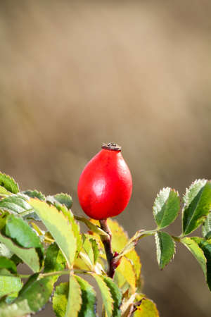 close-up view of rose hip shrub in autumnの写真素材
