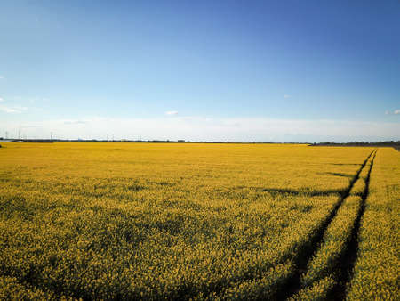 a rape field in its bright colors from the air