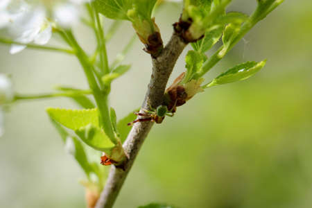 a close up of a beetle, insect on a leafの写真素材