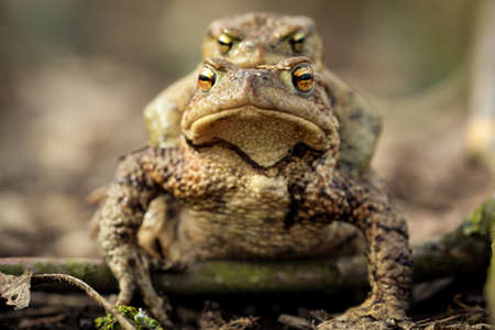 frog or unke at mating time in the scrubの写真素材