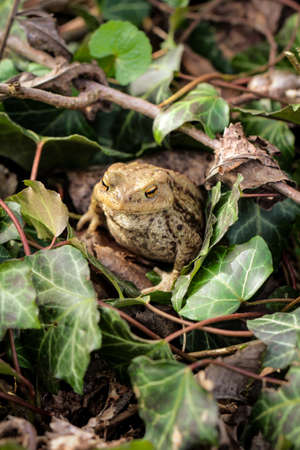 frog or unke at mating time in the scrubの写真素材