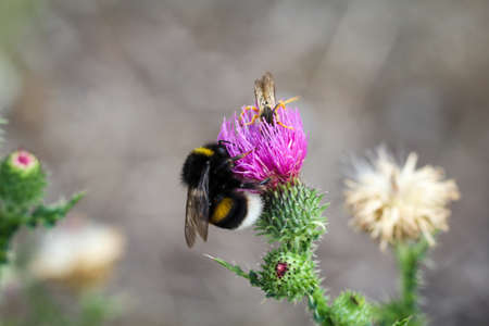 A close up of a bee, insectの写真素材