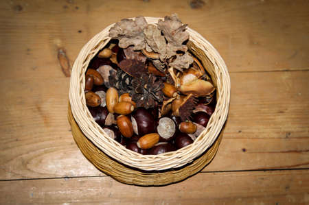 a close up of autumn with chestnut