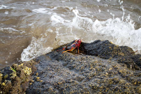Crab on a stoneの写真素材