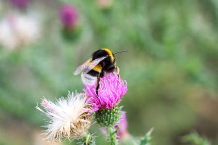A close up of a bee, insectの写真素材