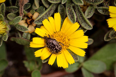 a mourning rose beetle on a yellow blossom