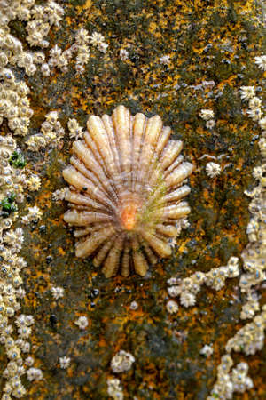 Barnacles on a rock in the sea