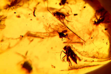 Close up of amber in different variations