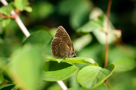Close-up of a butterfly, rambling on a plant