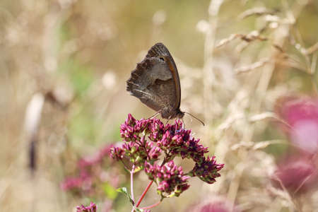 Close-up of a butterfly, rambling on a plant