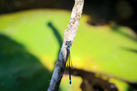 a dragonfly on a plant, portrait of a dragonfly