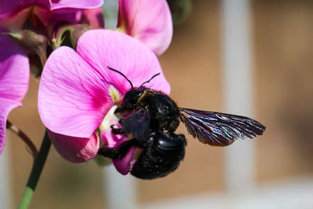 A close up of a bee, insect on a plantの写真素材