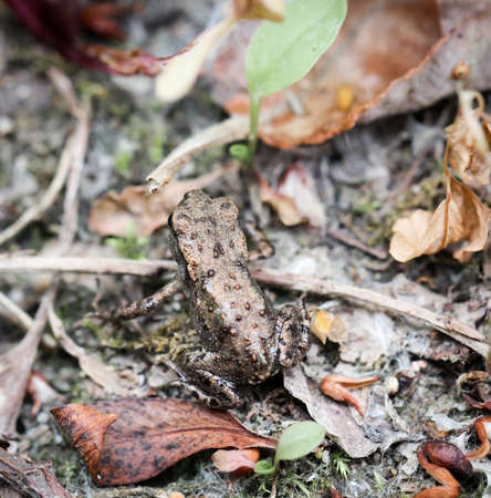 frog or unke at mating time in the scrub