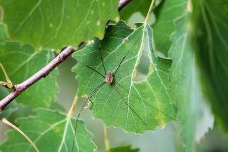 Details of a spider, spider on a plant, spider in the web