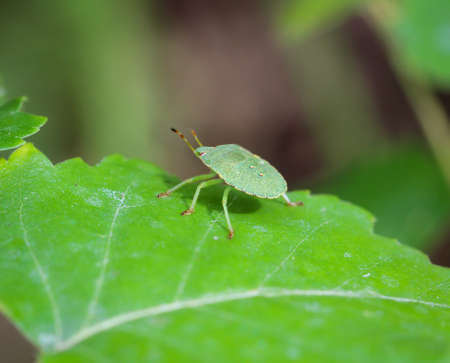 A bug or beetle on a plantの写真素材