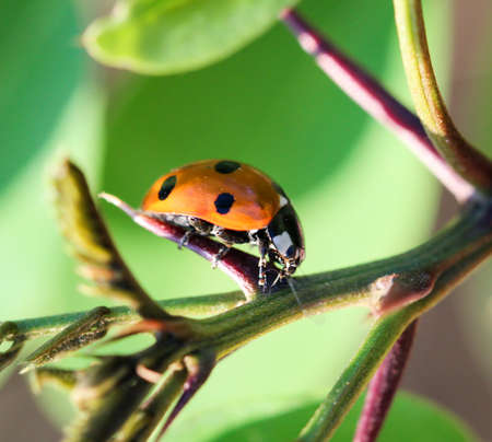 The ladybird sits on a colored leaf. Macro photo of ladybug close-up.の写真素材