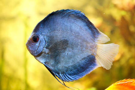 Portrait or discus fish in the aquarium