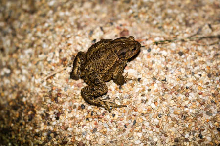 detail of a small toad, frog on the edge of a fishpond